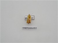 藏品(黃刺蛾)的圖片